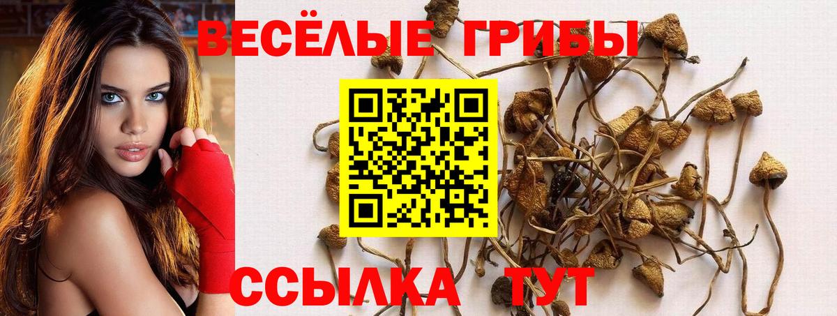 Галлюциногенные грибы Psilocybine cubensis Ишим